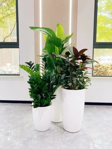 海曙绿植租摆专业，打造清新办公与温馨家居环境